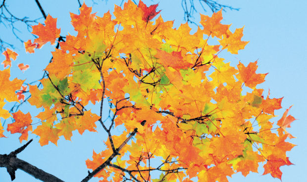 Fall colors